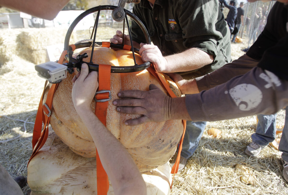 Hee Haw Farms holds annual Giant Pumpkin drop | News, Sports, Jobs